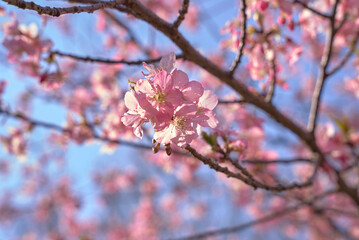 Fototapeta premium 河津桜