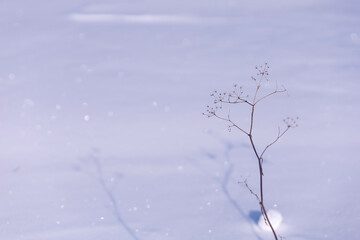 Fototapeta na wymiar a yarrow plant in the middle of a snow plain
