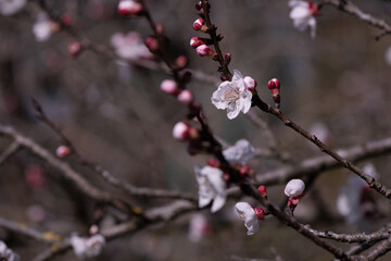 The first signs of Spring - Apricot (Prunus armeniaca) blossoming at the end of February, Italy