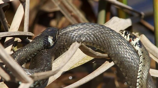 Mating of the grass snake in the reeds, Crna Mlaka, Croatia