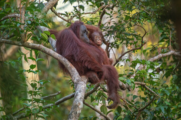 Orangutan on the tree in jungle 