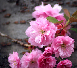 sakura flowers on a branch on a gray background