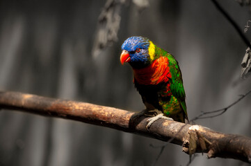 L'oiseau tout en couleur