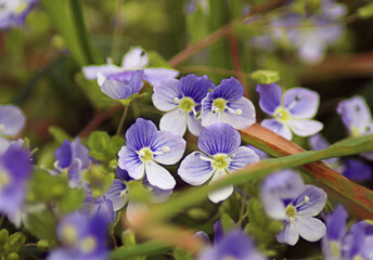 blue veronica (creeping speedwell) flowers blooming in the meadow