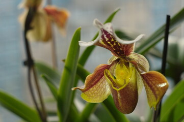 Paphiopedilum orchids flowers known as the Venus slipper.