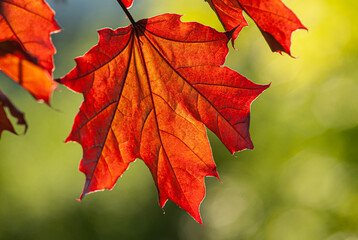 red maple foliage on a blurred green background on a sunny day.