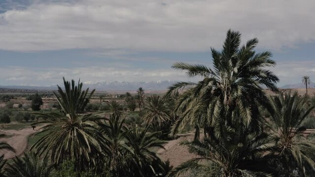 A Beautiful aerial shot over a palm grove in Ouarzazate with a view on the snowing atlas mountains