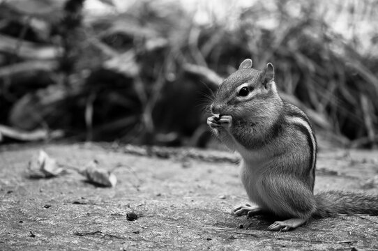 Le d&icirc;ner du tamia