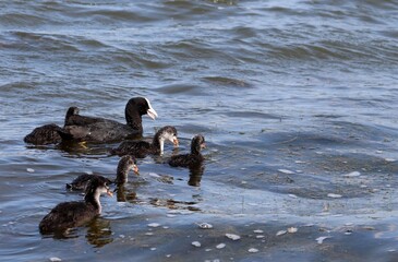 Eurasian coot, or common coot, or Australian coot (Lat. Fulica atra) family swimming. Parent and juvenile aquatic birds. Black red-eyed adult waterbird with brood of baby chicks