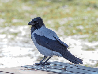 crow in snow