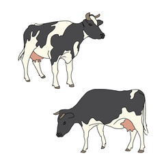 Spotted cows, vector illustration in sketch style. Isolated on a white background