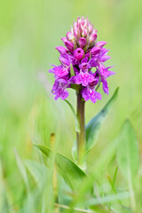 Northern Marsh-orchid - Dactylorhiza purpurella, beautiful colored orchid from North European meadows and marshes, Shetlands, Scotland, United Kingdome.