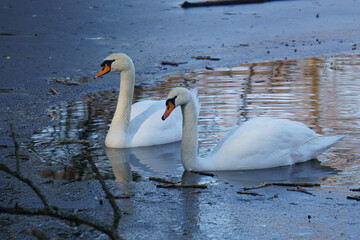 Fototapeta premium Winter am See