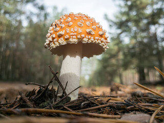 Fototapeta premium Amanita muscaria, commonly known as the fly agaric or fly amanita