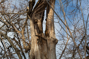 Against the background of the blue sky, a large tree with a hole in the middle of the trunk.