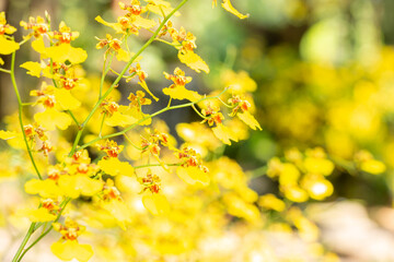 Abstract bokeh of yellow flower, Oncidium orchid.