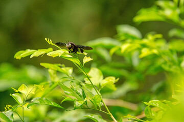 Samboja Lodge - some type of fly 