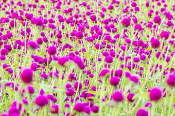 Abstract background, field of purple amaranth.