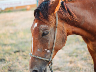 Brown horse grazes on a meadow in a field close-up cropped view