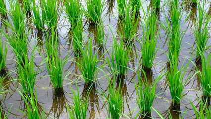 Rice fields in the rainy season