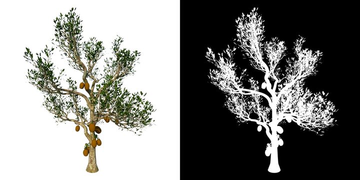 Front view of Tree ( Yaca Jackfruit 1) Plant png with alpha channel to cutout made with 3D render 