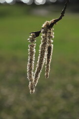 Blüte der Trauerweide