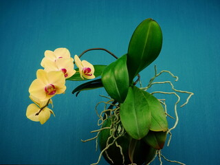 Blooming yellow orchid  flower on a blue background. Green home plant. Side view, copy space.
