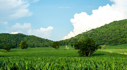 Fototapeta na wymiar Corn fields by the high hills