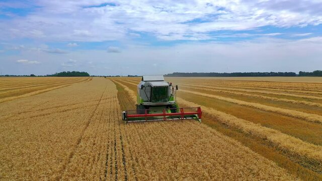 Agriculture machine harvesting crop in fields. Special technic in action. Agricultural technic in field. Heavy machinery. Blue sky above field.