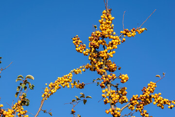 Many yellow golden crab apple berries growing against blue sky background in Oxford