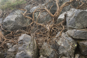 Dead shrub Adenocarpus viscosus.