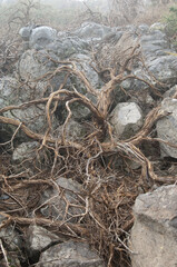 Dead shrub Adenocarpus viscosus.