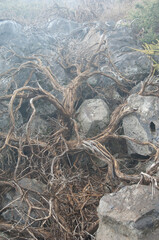 Dead shrub Adenocarpus viscosus.