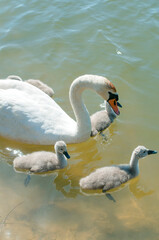 pair of swans with little swans