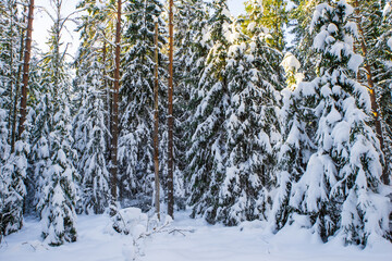 Scenic landscape of winter forest. Trees covered by snow.