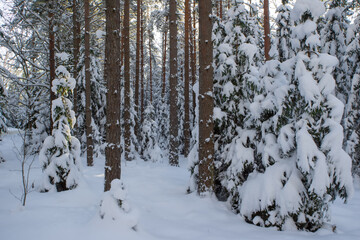 Scenic landscape of winter forest. Trees covered by snow.