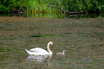 pair of swans with little swans