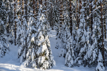 Scenic landscape of winter forest. Trees covered by snow.