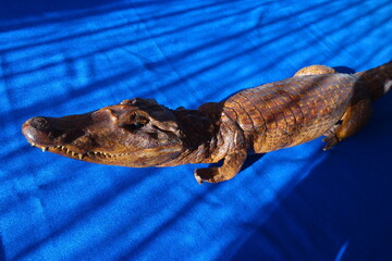 Kleiner ausgestopfter Baby Kaiman. Präparation eines toten Reptils. Altmodischer verbotener grenzwertiger Dekorationsgegenstand für das Wohnzimmer Alligator-Krokodil auf blauem sonnenbestrahltem Stoff