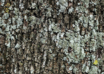 Background of tree bark, ancient pine, brown and gray color 