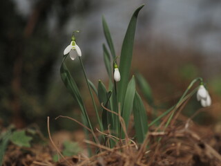 spring snowdrops
