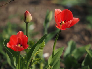 red tulips in spring