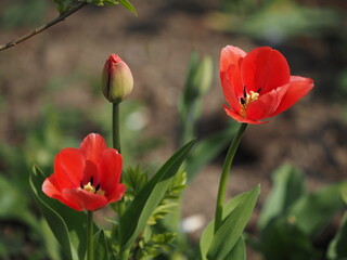 Naklejka premium red tulips in spring