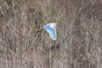 Great White Egret flying over the edge of the forest