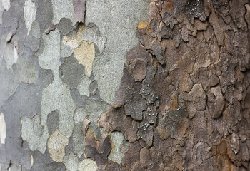 Background of tree bark, ancient, brown, green and gray color 