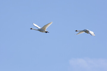 Whooper swans fly in blue sky