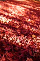 赤い紅葉の絨毯