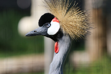This grey crowned cane has very bright coloring and fancy head feathers. It is the national bird of Uganda.