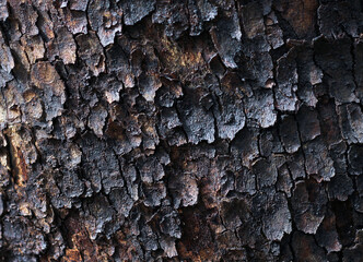 burnt after a fire tree trunk close-up 