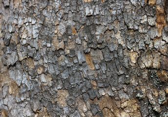 Background of tree bark, ancient, brown, green and gray color 